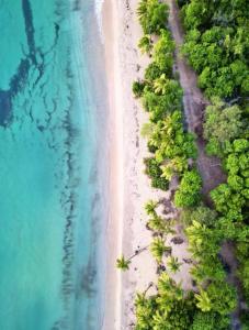 an aerial view of a beach with a line of trees at Chez Ti Julio - Appartment Premium in Sainte-Anne