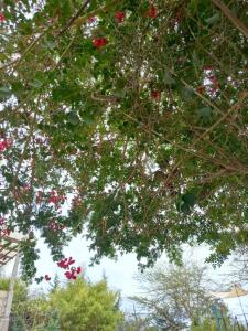 a tree with red flowers on the branches at Kio Farm Retreat 2 in Kiserian