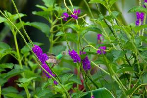 En have udenfor Kaluma Villas