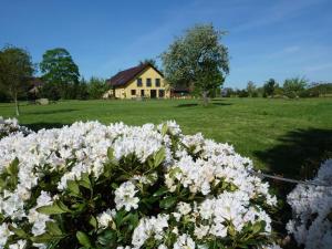 a bunch of white flowers in front of a house at Carol's Country-House in Seehof +12 photos