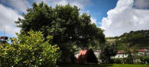 un gran árbol en medio de un campo en Lodge Chagras y Arrieros, 