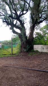 Centro de rio في ريو سيبالوس: شجرة كبيرة في حقل بجوار سور +8 صور
