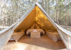 a canvas tent with four beds in a forest at Kookaburra Ridge in Wyee
