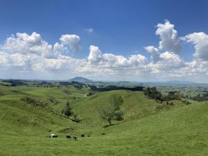 a group of cows grazing on a green hillside at Hideaway on Honikiwi in Otorohanga