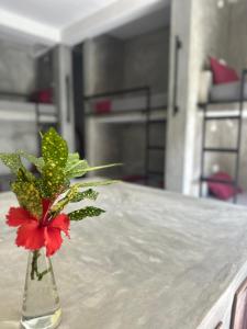 a red flower in a vase on a table at Pranaya Hiriketiya in Hiriketiya