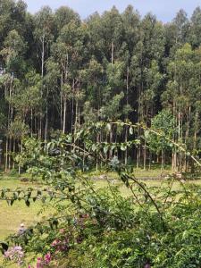 Phong cảnh thiên nhiên gần khách sạn