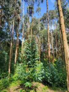 Vườn quanh Ubucuti Gorilla Lodge