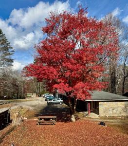 Φωτογραφία από το άλμπουμ του Parkview Lodge & Cabins σε Newland