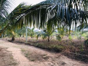 a dirt road next to a palm tree at Wewlekam Safari Resort 
