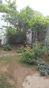 a garden with lots of plants in blue bowls at New Moon in Pannipitiya