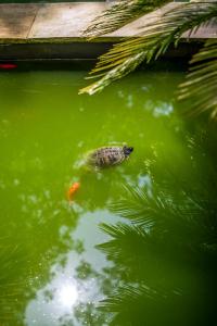 una tortuga nadando en un estanque con un pez en Hotel Cuevas - Adults Only, en Santillana del Mar