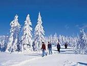 un gruppo di persone che camminano nella neve con alberi innevati di Ferienwohnung Max und Klaudia Müller a Drachselsried