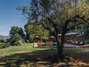 a tree sitting in the grass next to a pool at Casa Richello in Parcent