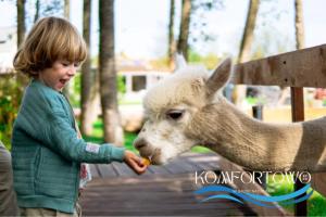 a little girl feeding a sheep with a carrot at Domek w Baltic Natur Park Komfortowy 2 sypialnie klima alpaki mnóstwo atrakcji by DG in Niechorze