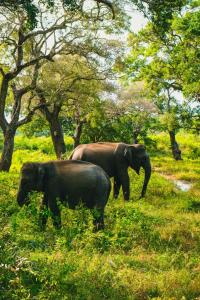 Άλλα ζώα σε αυτό το ξενοδοχείο ή στη γύρω περιοχή