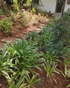 a garden with green plants on a dirt path at RSM Country Estate Unit 2 in Nelspruit