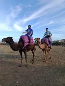 Άλλα ζώα σε αυτό το διαμέρισμα ή στη γύρω περιοχή
