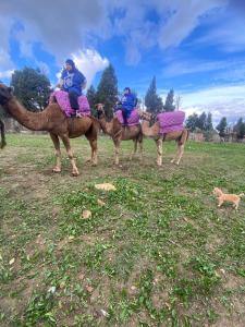 Fotografie z fotogalerie ubytování Expérience Chameau à Tanger - Nature & Sérénité  + 2 fotografie