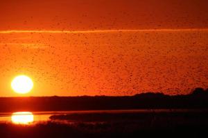 a group of birds flying in front of a sunset at Big Family Home Near Romo Spacious for 30 Guests in Skærbæk
