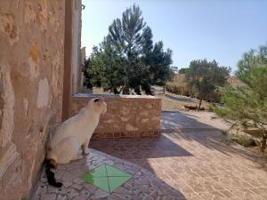 Afbeelding uit fotogalerij van Dar Albatros in Sidi Kaouki +104 foto's