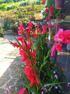 Zahrada ubytování 4 Seasons Suites Paradise Athens Airport + 37 fotografií