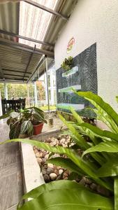 菲兰迪亚Hotel Sleep Well的种有盆栽植物的庭院