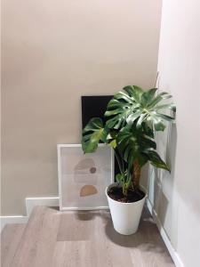 a plant in a white pot sitting on a floor at B&B Pizza Room Twin Room near Navigli Milan in Milan