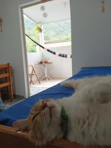 Domácí mazlíčci ubytovaní s hosty v ubytování Aconxeguinho