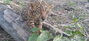 un cucciolo di leopardo in piedi su un tronco di Red Uakari Jungle Lodge a Iquitos Altre 23 foto