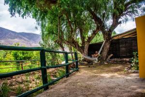 un uomo seduto su un'amaca sotto un albero di Tale Cabaña de campo a Huacalera