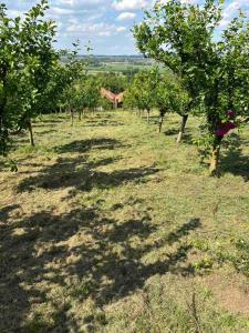 Příroda nedaleko vily + 7 fotografií