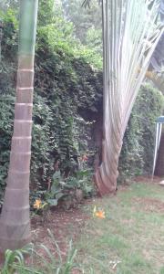 Jardín al aire libre en Kilele Homestay Kileleshwa