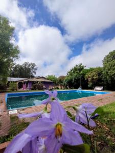 a purple flower in front of a swimming pool at La Posada del Mar in Miramar