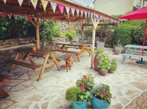 The Walkhampton Inn في Walkhampton: كلب يقف في فناء مع طاولة نزهة ومقاعد