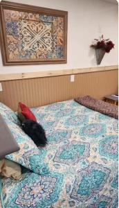 een zwarte kat op een bed bij Cochin cottage in Texico