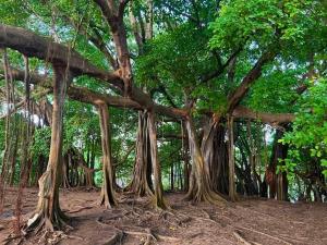 uma grande árvore com muitos galhos e raízes em Hospedaje Mar Adentro em Puerto Limón
