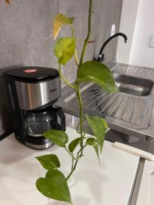 een groene plant die bovenop een koffiezetapparaat zit bij Oásis 6 prática e bem localizada e minimalista in Brasilia +8 foto's