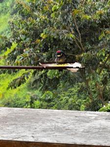 Φυσικό τοπίο κοντά σε αυτή η εξοχική κατοικία +2 φωτογραφίες