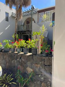 a bunch of potted plants sitting on a stone wall at Tropical Studio in Tamarin