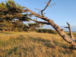 a dead pine tree in a field of grass at 6 person holiday home in Slagelse in Slagelse