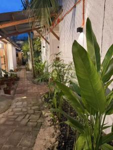 Κήπος έξω από το AA Jungle Guesthouse