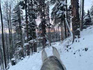 a horse is riding down a snow covered trail at Przy Szlaku in Cisna