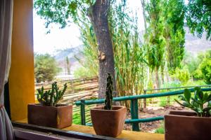 three potted plants on a window sill with a tree at Tale Cabaña de campo in Huacalera
