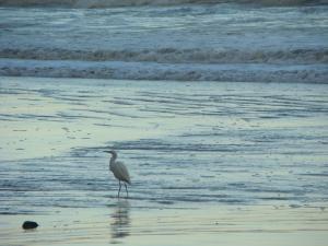 a bird standing on a beach near the ocean at Pousada Y-Goá in Bertioga