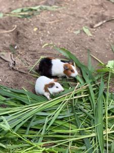 Dos conejillos de indias están acostados en el suelo en Khu nghỉ dưỡng sinh thái Apsara Sóc Trăng, en Ấp Vĩnh Hưng