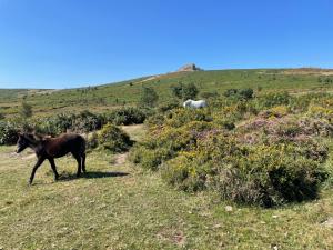 Άλλα ζώα σε αυτή η παραθεριστική κατοικία ή στη γύρω περιοχή +7 φωτογραφίες