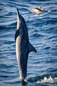 Randheli Inn في ماميغيلي: الدلفين يركض في الماء