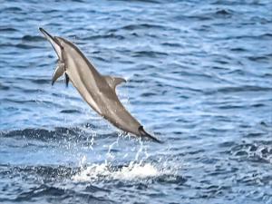 Randheli Inn في ماميغيلي: الدولفين يقفز من الماء