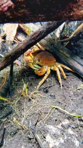a frog sitting on the ground in the dirt at Pousada o Canto da Seriema in Nobres