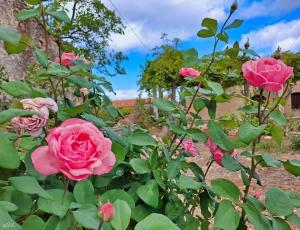 Сад в 4 Seasons Suites Paradise Athens Airport 2